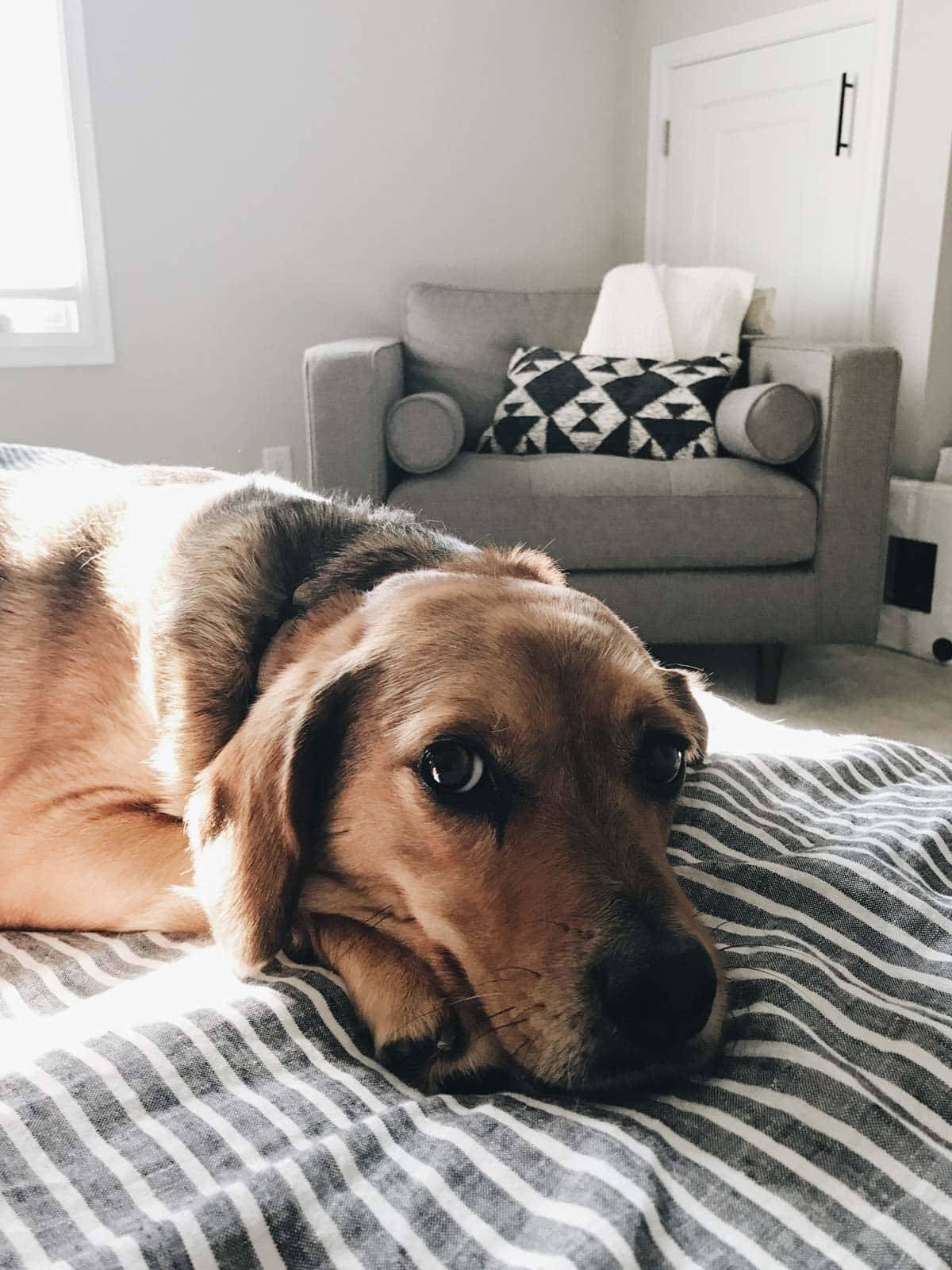 July Lunch Date | pinchofyum.com